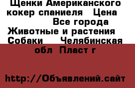 Щенки Американского кокер спаниеля › Цена ­ 15 000 - Все города Животные и растения » Собаки   . Челябинская обл.,Пласт г.